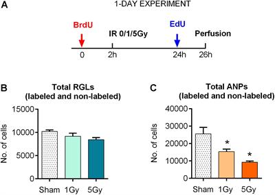 Radiation Induces Distinct Changes in Defined Subpopulations of Neural Stem and Progenitor Cells in the Adult Hippocampus